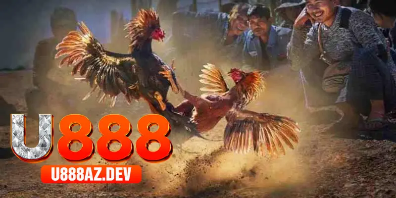Đá gà online tại U888 về cựa sắt