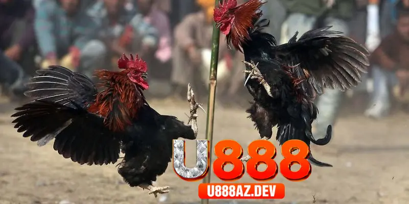 Quy định đá gà online tại U888 hiệu quả
